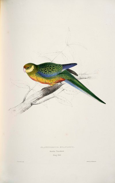 Platycercus icterotis von Edward Lear